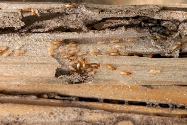 Best Affordable Pest Control Services  in St John, KS